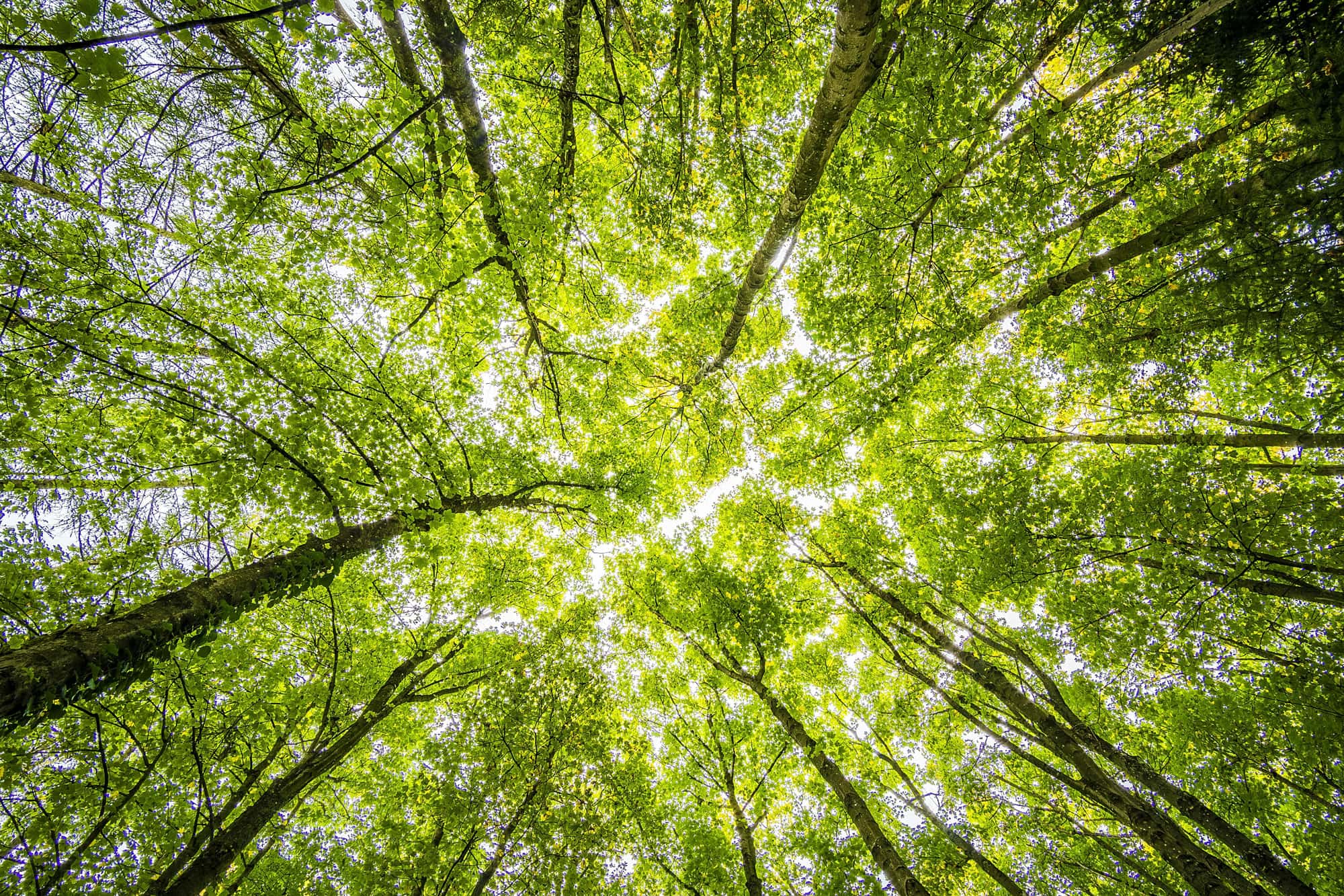 Blick von unten auf die Kronen hoher Bäume in einem dichten Wald, durch die das Sonnenlicht strahlt. Die Szene vermittelt ein Gefühl von Naturverbundenheit und Ruhe